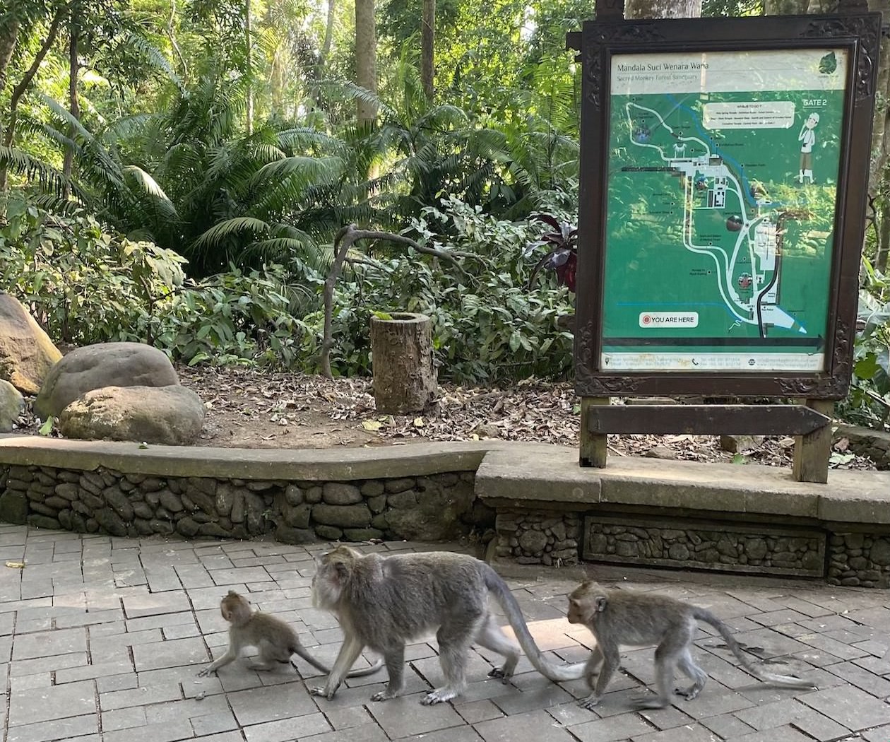 ubud monkey forest